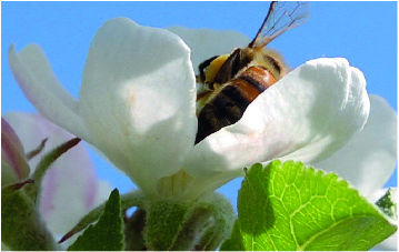 Bilde av bie i en epleblomst, tatt på gården.